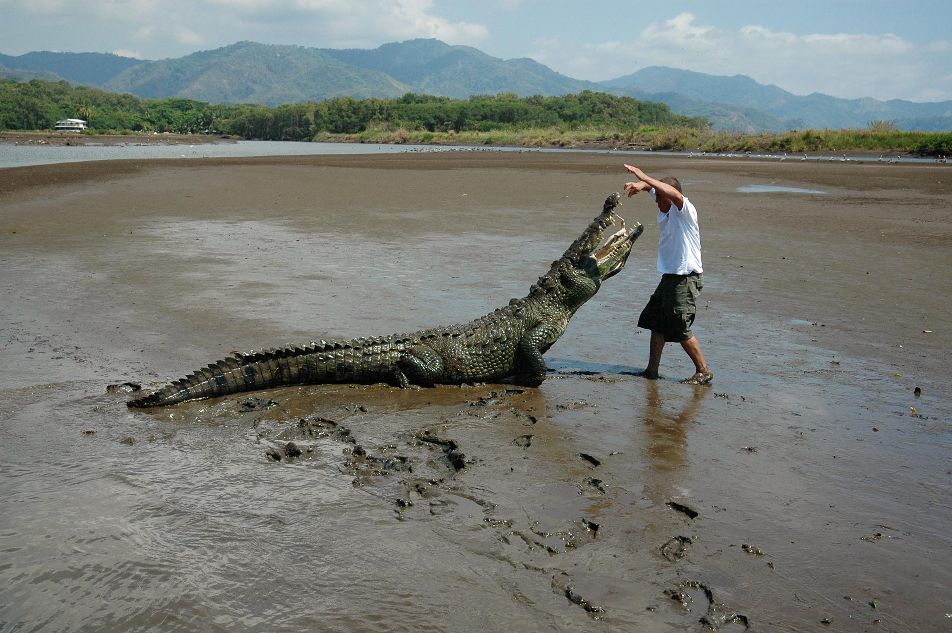 Крокодил Густав из Бурунди